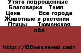 Утята подрощенные “Благоварка“,“Темп“ › Цена ­ 100 - Все города Животные и растения » Птицы   . Тюменская обл.